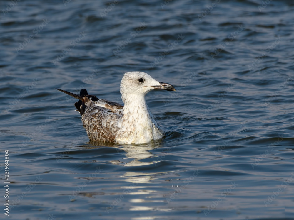 Juvenile Yellow-legged Gull Swimming