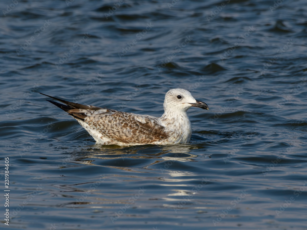Juvenile Yellow-legged Gull Swimming Juvenile Yellow-legged Gull Swimming