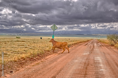 Cow crossing Perkinsville Road, Chino Valley, Arizona, United States photo