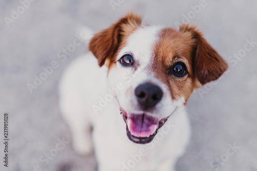 Photos portrait outdoors of a cute happy small dog sitting on the floor and looking at the camera