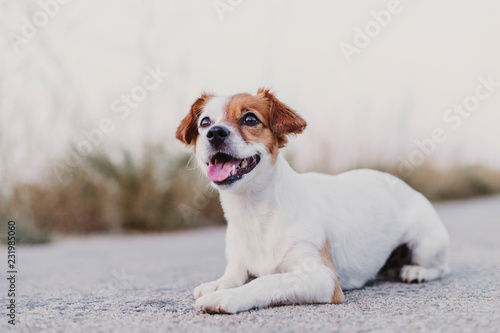 portrait outdoors of a cute happy small dog sitting on the floor and looking at the camera. pets outdoors