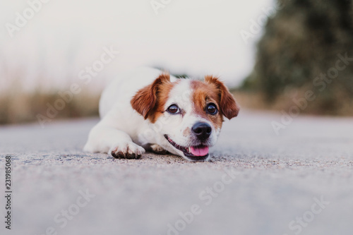 Fototapeta Naklejka Na Ścianę i Meble -  portrait outdoors of a cute happy small dog sitting on the floor and looking at the camera. pets outdoors