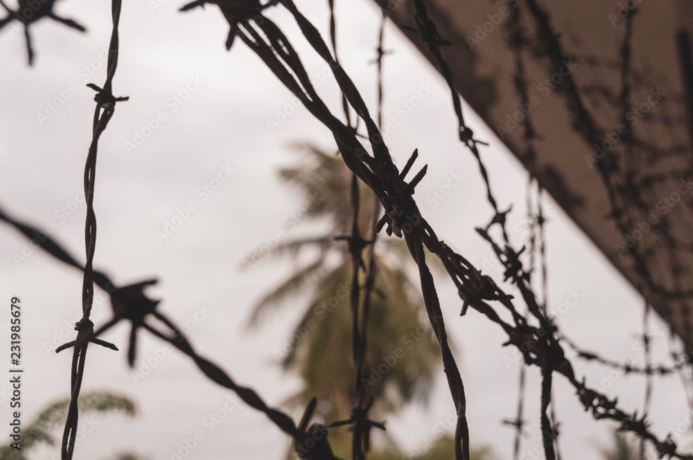 barbed wire in the jungle barbed wire in the jungle