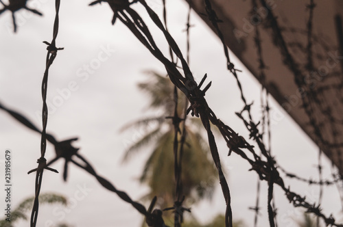 barbed wire in the jungle