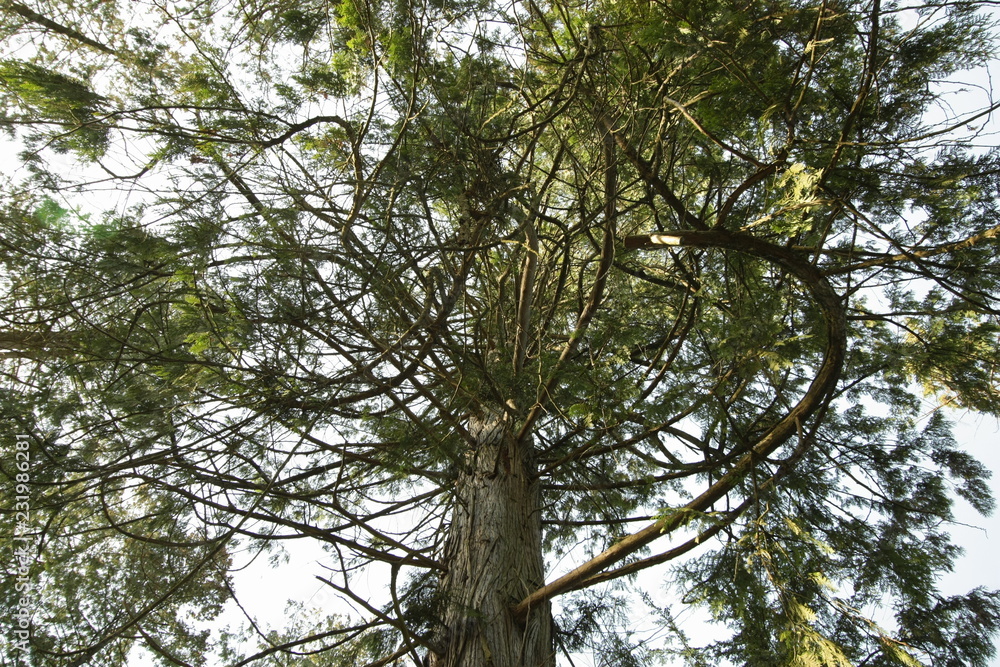 Fototapeta premium Tree in Greece