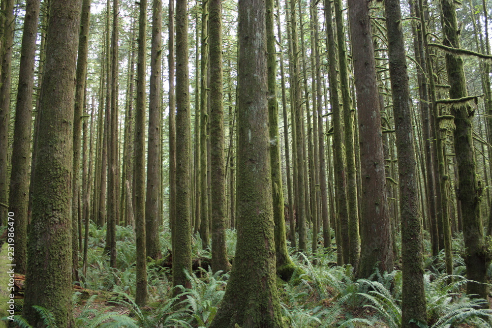 Obraz premium Mossy trees