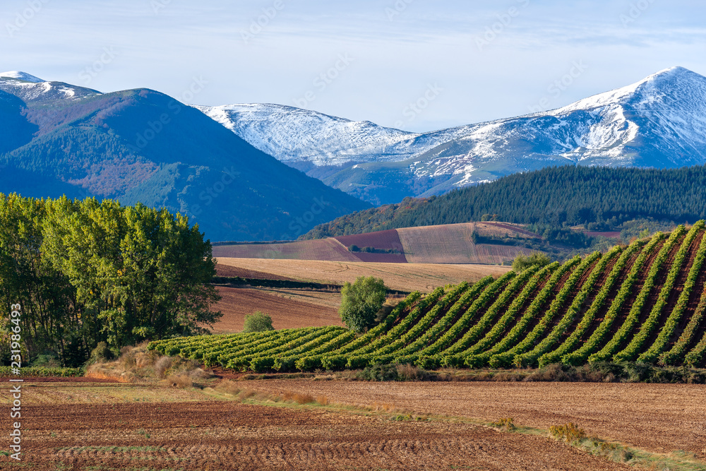 Vineyards with San Lorenzo mountain as background, La Rioja, Spain Vineyards with San Lorenzo mountain as background, La Rioja, Spain