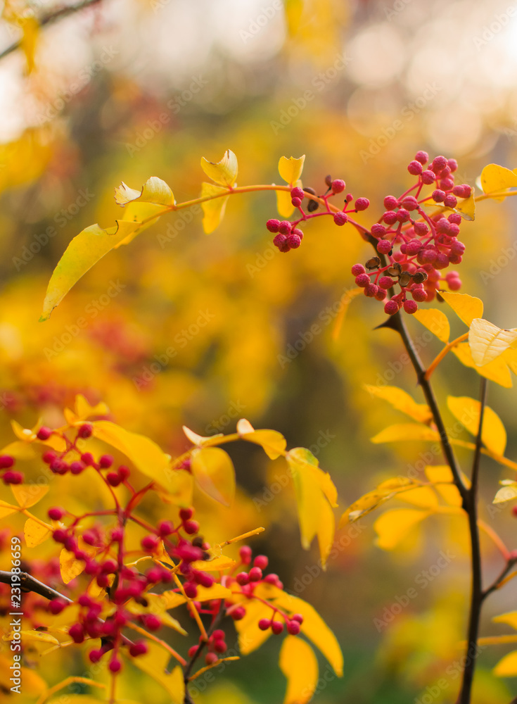 A branch with yellow leaves and red berries bokeh background. Autumn nature A branch with yellow leaves and red berries bokeh background. Autumn nature