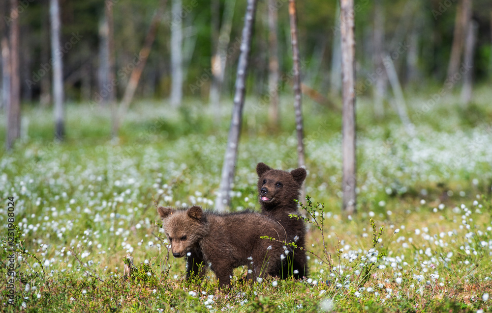Brown bear cubs in the summer forest among white flowers. Scientific name: Ursus arctos. Natural Green Background. Natural habitat. Brown bear cubs in the summer forest among white flowers. Scientific name: Ursus arctos. Natural Green Background. Natural habitat.