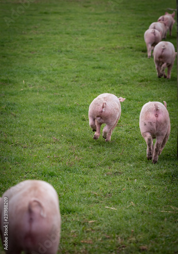 piglets going away