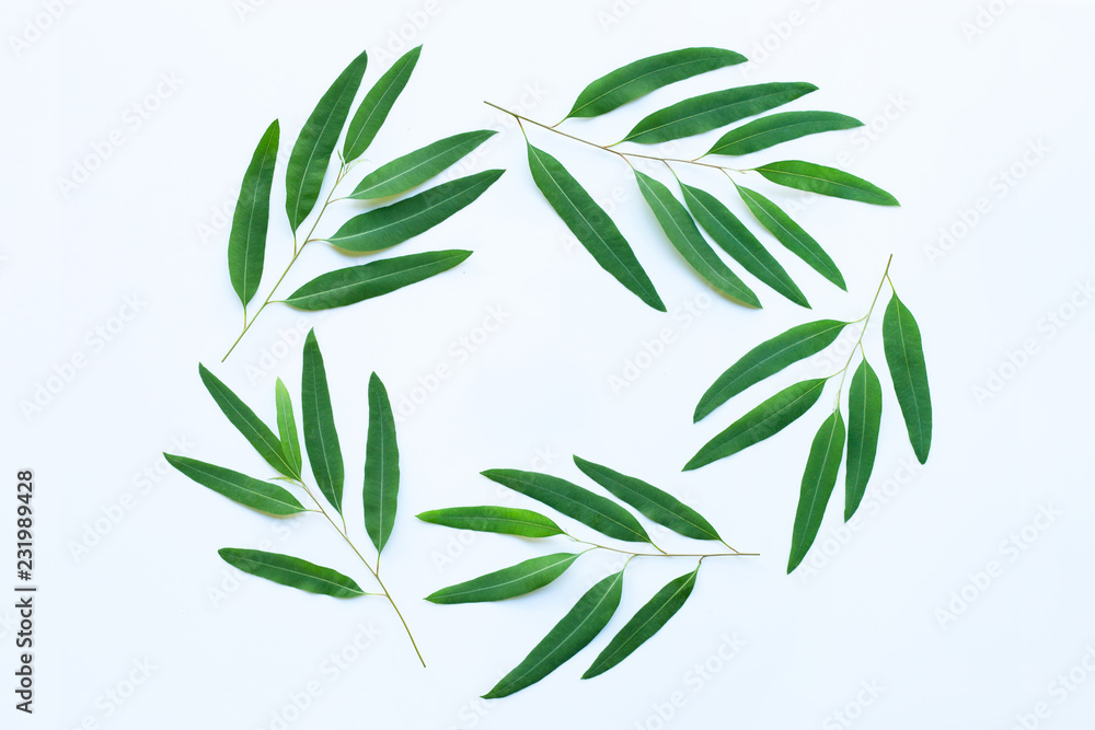 Round frame of branches eucalyptus and leaves. Round frame of branches eucalyptus and leaves.