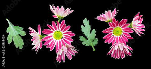 Set of purple chrysanthemums with leaves isolated on black background with clipping path.