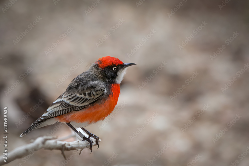 Fototapeta premium Crimson chat (Epthianura tricolor), Central Australia, Northern Territory, Australia