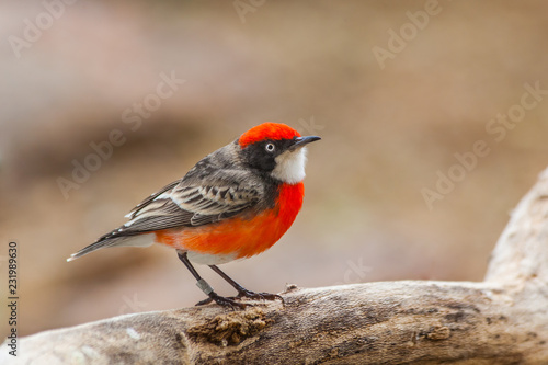 Crimson chat (Epthianura tricolor), Central Australia, Northern Territory, Australia photo