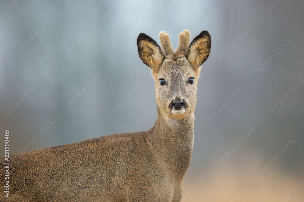 Roebuck - buck (Capreolus capreolus) Roe deer - goat Roebuck - buck (Capreolus capreolus) Roe deer - goat