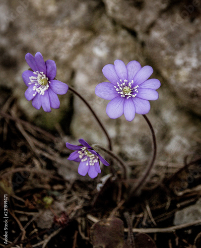 Blue violet anemone flower growing in a stone wall