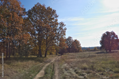 Fototapeta Naklejka Na Ścianę i Meble -  Dirt road at the edge of the autumn forest