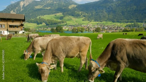 Dairy cows grazing in fields of green grass amongst beautiful Swiss countryside in Lungern Switzerland. photo