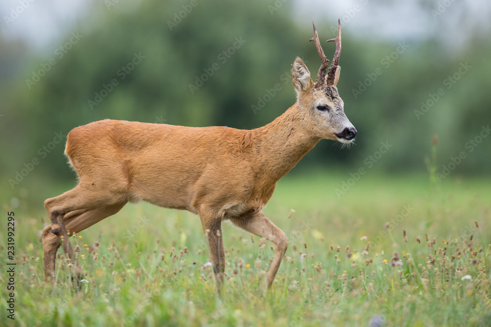 Roebuck - buck (Capreolus capreolus) Roe deer - goat