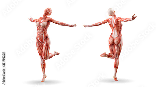 Muscles anatomy female figure workout, isolated.  Healthcare, fitness, dancing, diet and sport concept. 3D illustration