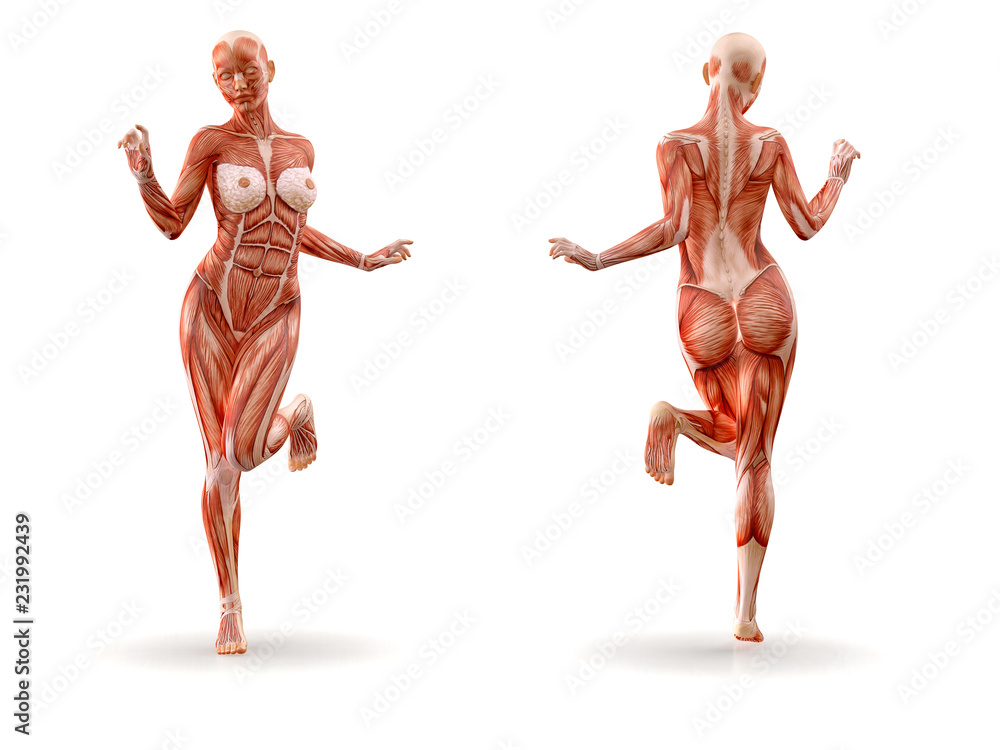 Muscles anatomy female figure workout, isolated. Healthcare, fitness, dancing, diet and sport concept. 3D illustration Muscles anatomy female figure workout, isolated. Healthcare, fitness, dancing, diet and sport concept. 3D illustration