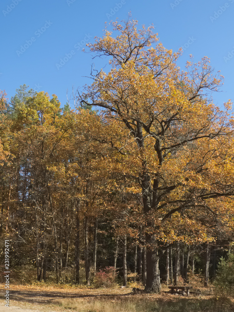 Old oak tree in the autumn forest