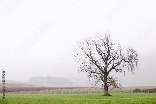One single lone tree alone in fog landscape farm