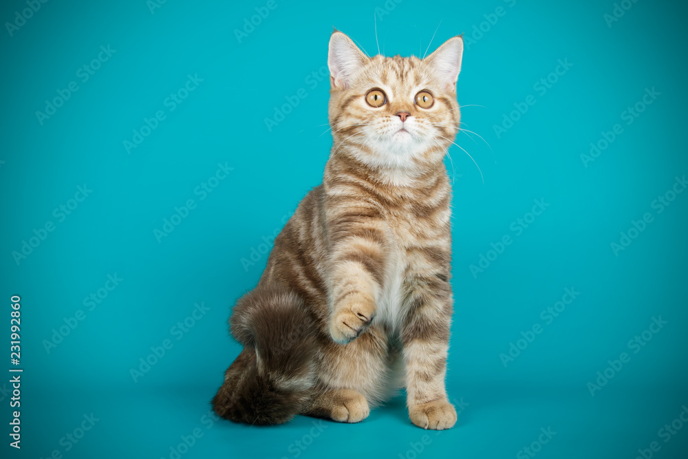 Obraz premium Scottish straight shorthair cat on colored backgrounds