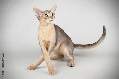 Abyssinian cat on colored backgrounds