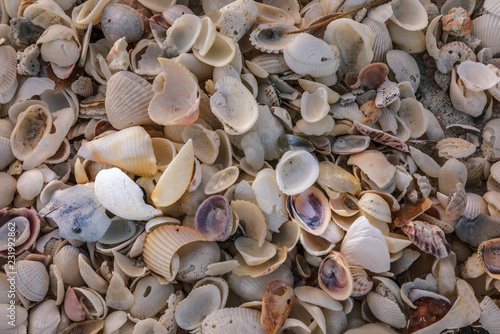 Sea shells full frame