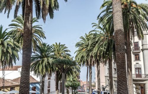 View of a street surrounded by large palm trees, La Orotava