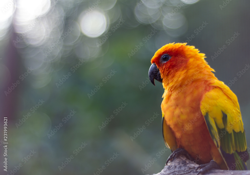Oiseau tropical
