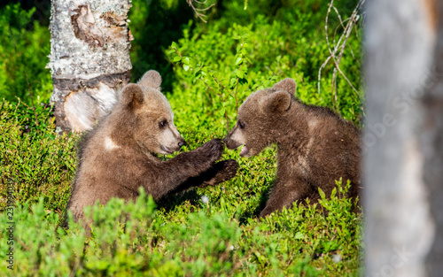 Brown Bear Cubs playfully fighting, Scientific name: Ursus Arctos Arctos. Summer green forest background. Natural habitat.