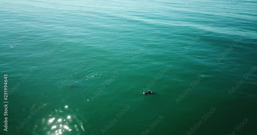 Atmospheric Aerial Southern California Pacific Dolphin Atmospheric Aerial Southern California Pacific Dolphin