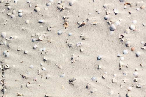 Shells on the sand after the storm, background, texture. Black Sea Coast