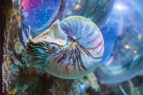 beautiful nautilus squid animal marine life portrait of a rare exotic living shell fossil photo