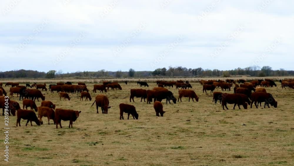 Large Herd of Beef Cattle grazing in pasture. Cows, bulls, calves together in paddock on cloudy autumn day. Large Herd of Beef Cattle grazing in pasture. Cows, bulls, calves together in paddock on cloudy autumn day.