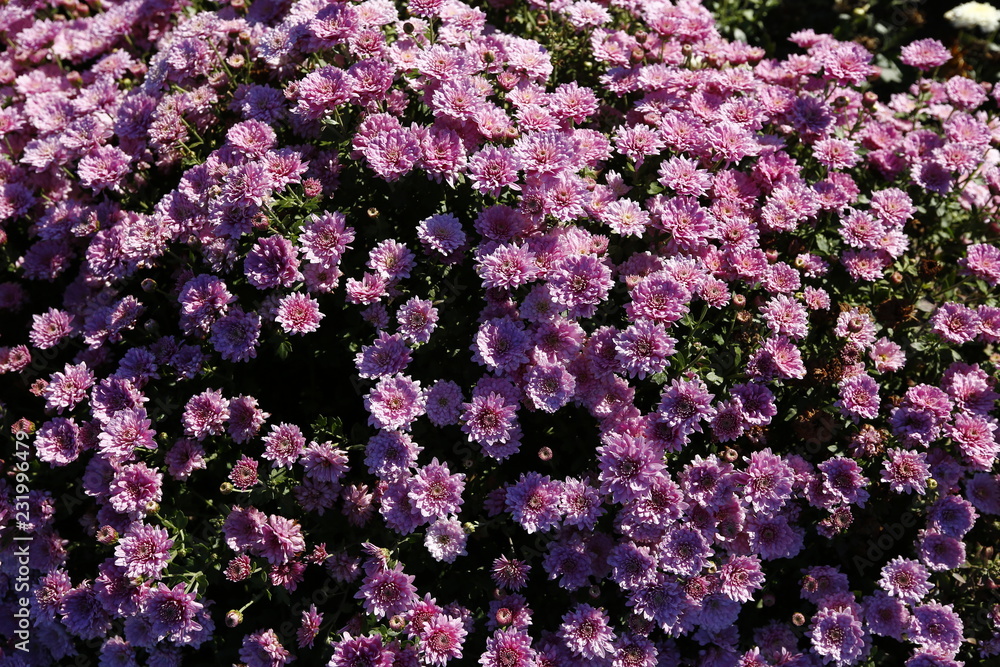 Aster or michaelmas daisy - a small grassland plant that has flowers with a yellow disk and white rays. It has given rise to many ornamental garden varieties. Aster or michaelmas daisy - a small grassland plant that has flowers with a yellow disk and white rays. It has given rise to many ornamental garden varieties.