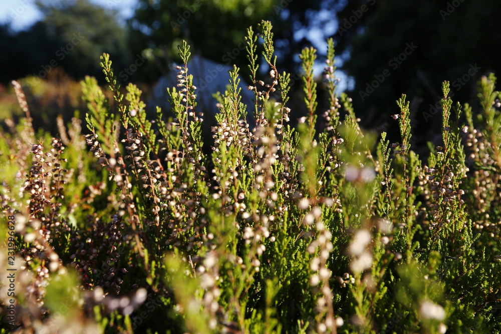 Obraz premium Heather- a purple-flowered Eurasian heath that grows