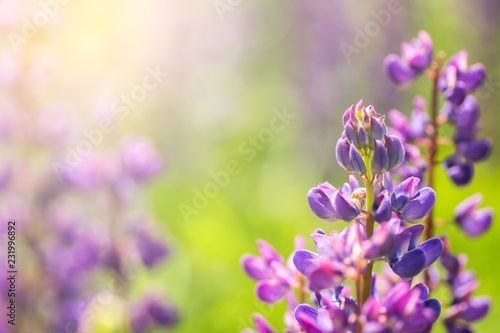 Blooming lupine flowers. A field of lupines. Violet spring and summer flowers