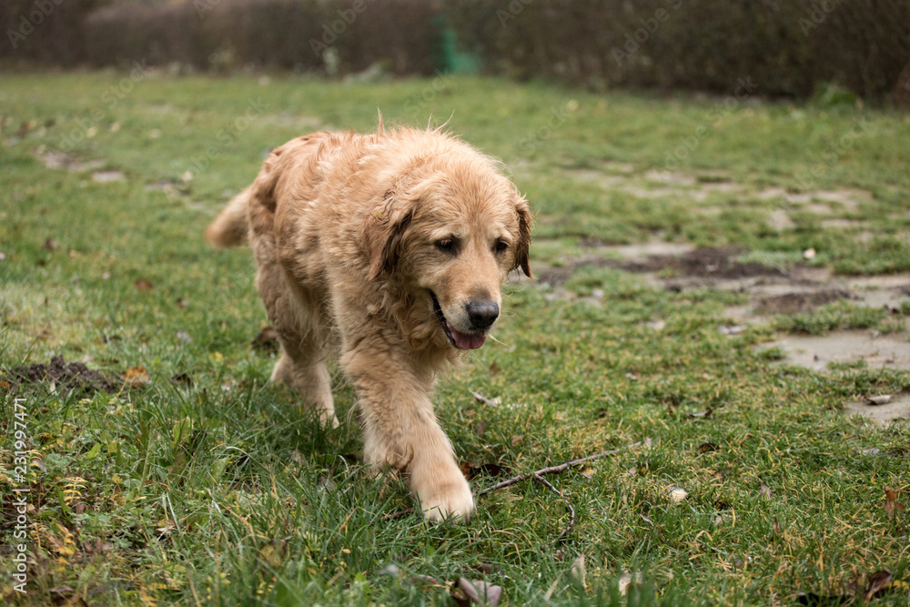wet happy golden retriever dog wet happy golden retriever dog