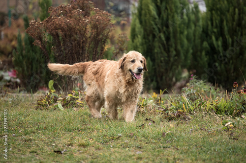 wet happy golden retriever dog