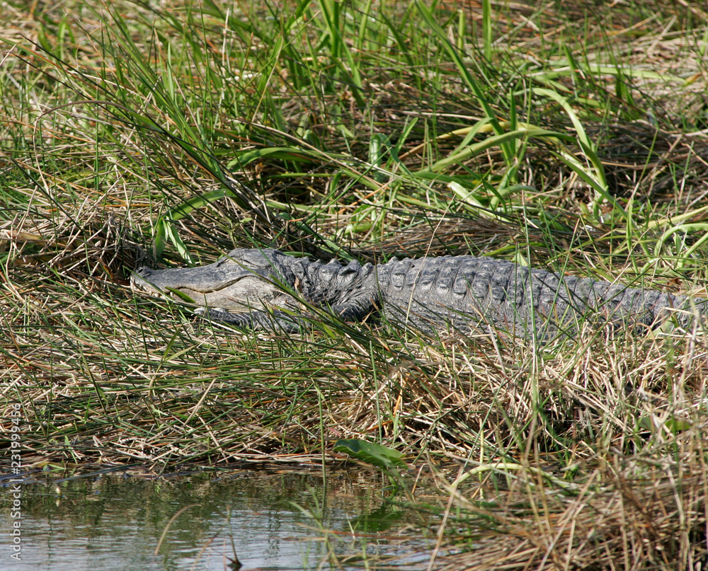 Alligator close up Alligator close up