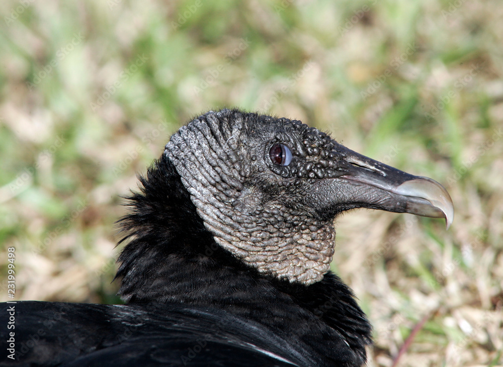 A Close up of a Black Vulture in rural South Florida A Close up of a Black Vulture in rural South Florida