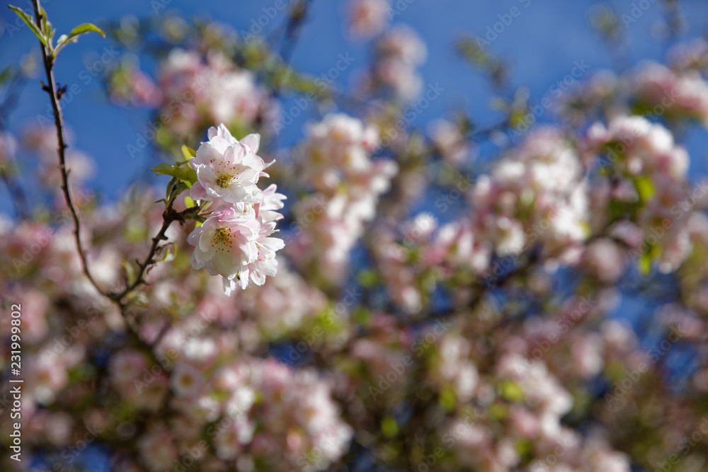 Paris, France - April 11, 2018: Beautiful blooming cherry blossom in spring in the Jardin des Plantes in Paris Paris, France - April 11, 2018: Beautiful blooming cherry blossom in spring in the Jardin des Plantes in Paris