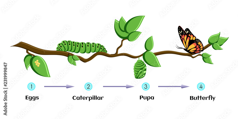 Life cycle of butterfly eggs, caterpillar, pupa, butterfly