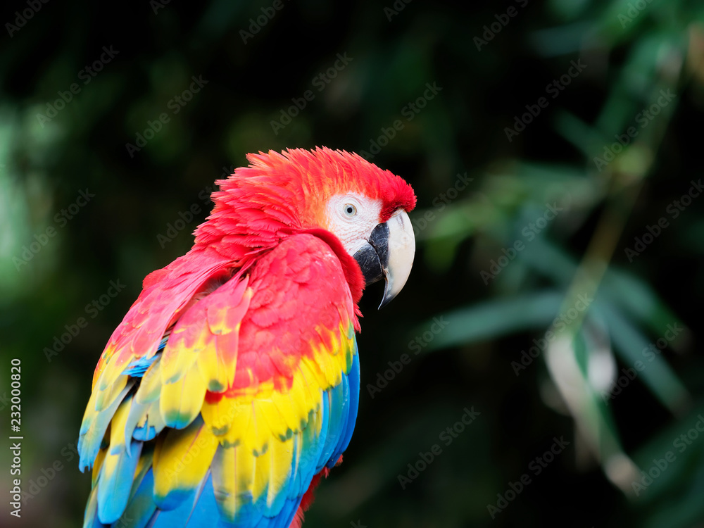 Portrait of a red parrot standing and looking at camera, a little bit lonely.