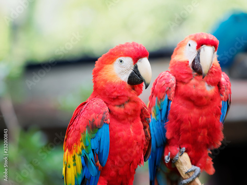 A pair of red parrot standing together, looking at camera with different expression.
