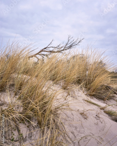 View of the dune with dune grass and tree.