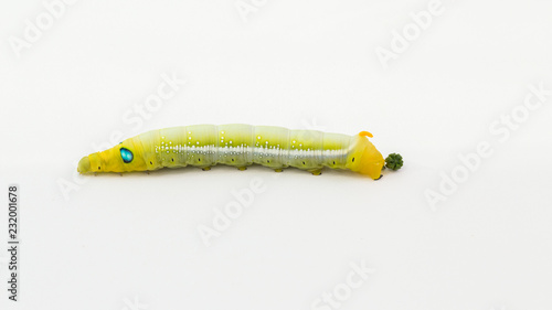 Butterfly worm on white background